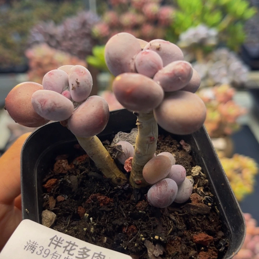 446-彩虹奶多肉6cm