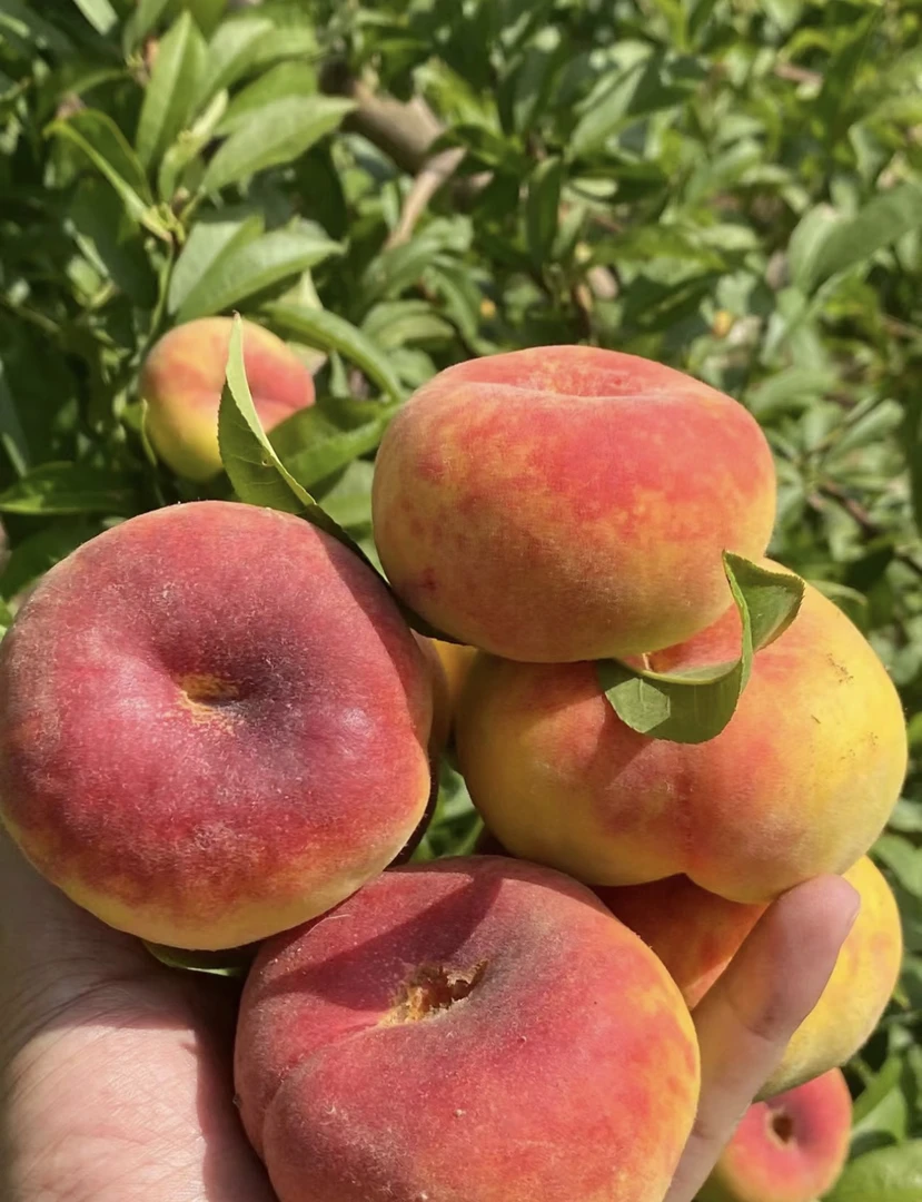 【自产自销】新疆石河子143团红毛蟠 坏果包赔 顺丰京东空运包