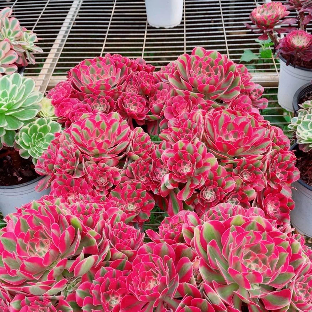 模特水蜜桃量拍多肉法师一个