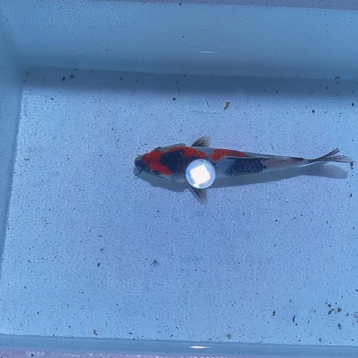 锦鲤锦鲤活鱼开箱包活