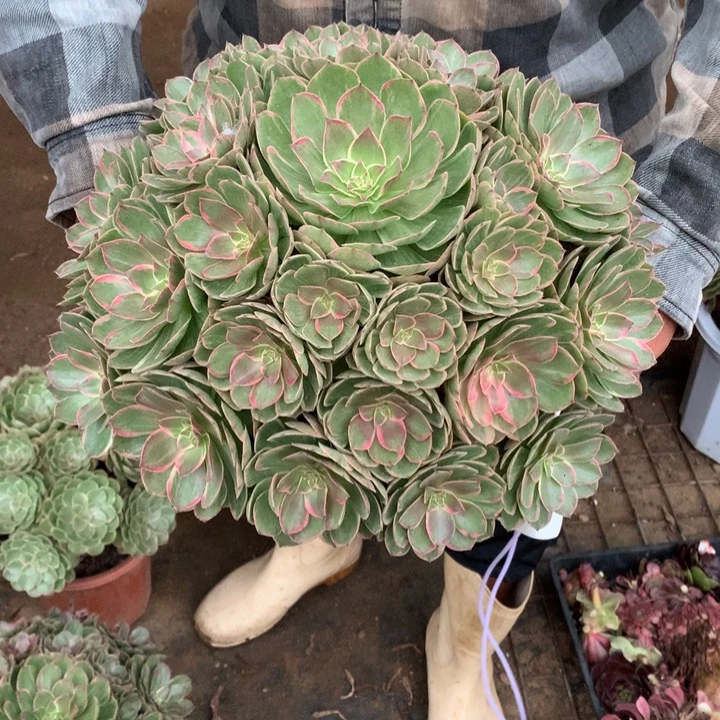 C****不包损369号莲花座