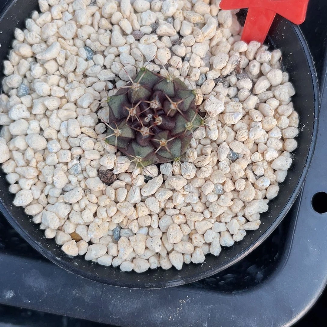 1-56秋叶原侧芽1.8厘米