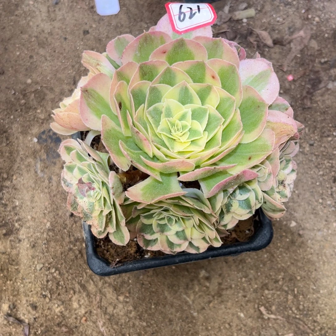 621多肉植物玉姿18厘米