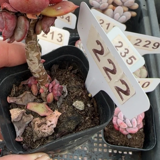 222 一物一拍多肉