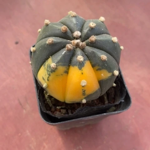 实生兜锦4仙人球