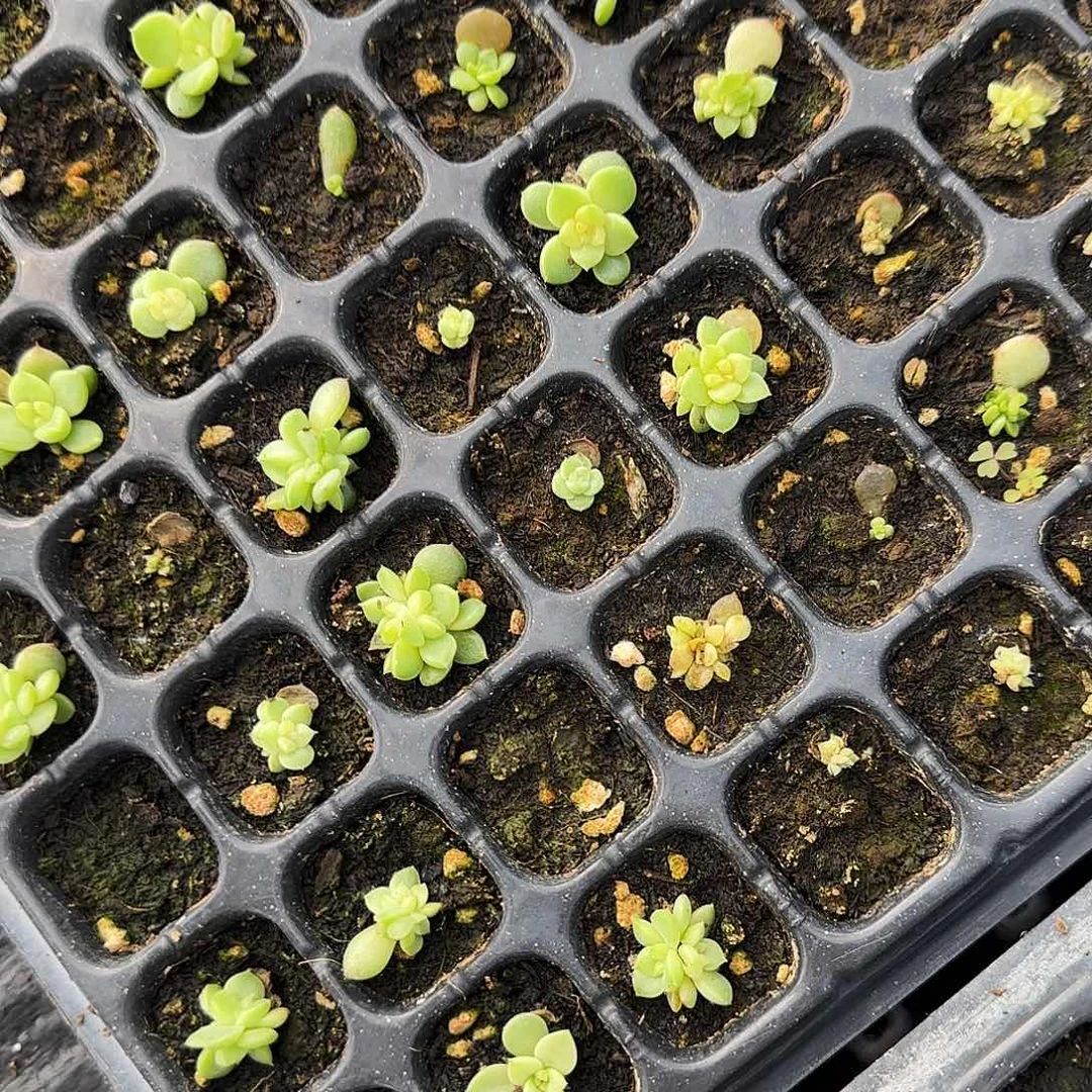 仙台珍妮中苗穴一个满25包邮