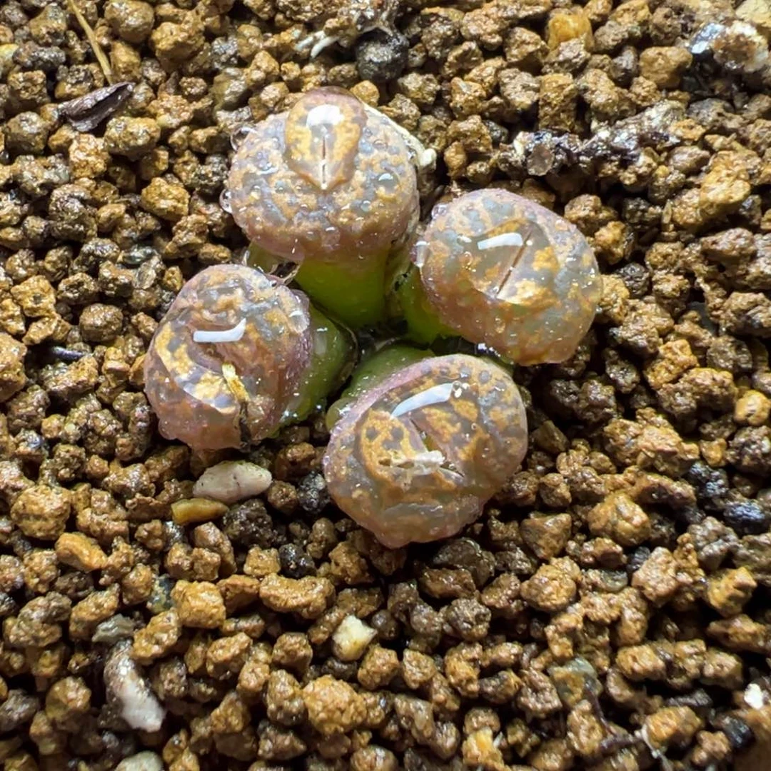 1-118朱雀勋章多肉植物