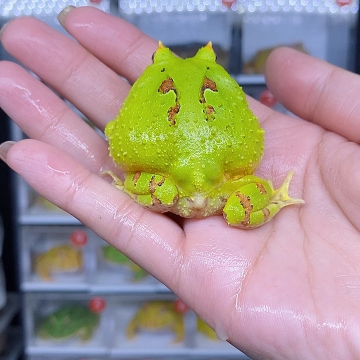 特价秒杀现货特价蝴蝶残