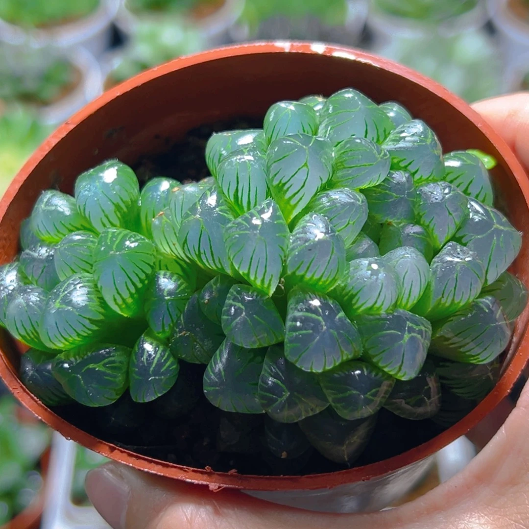 红盆糯肌母本玉露