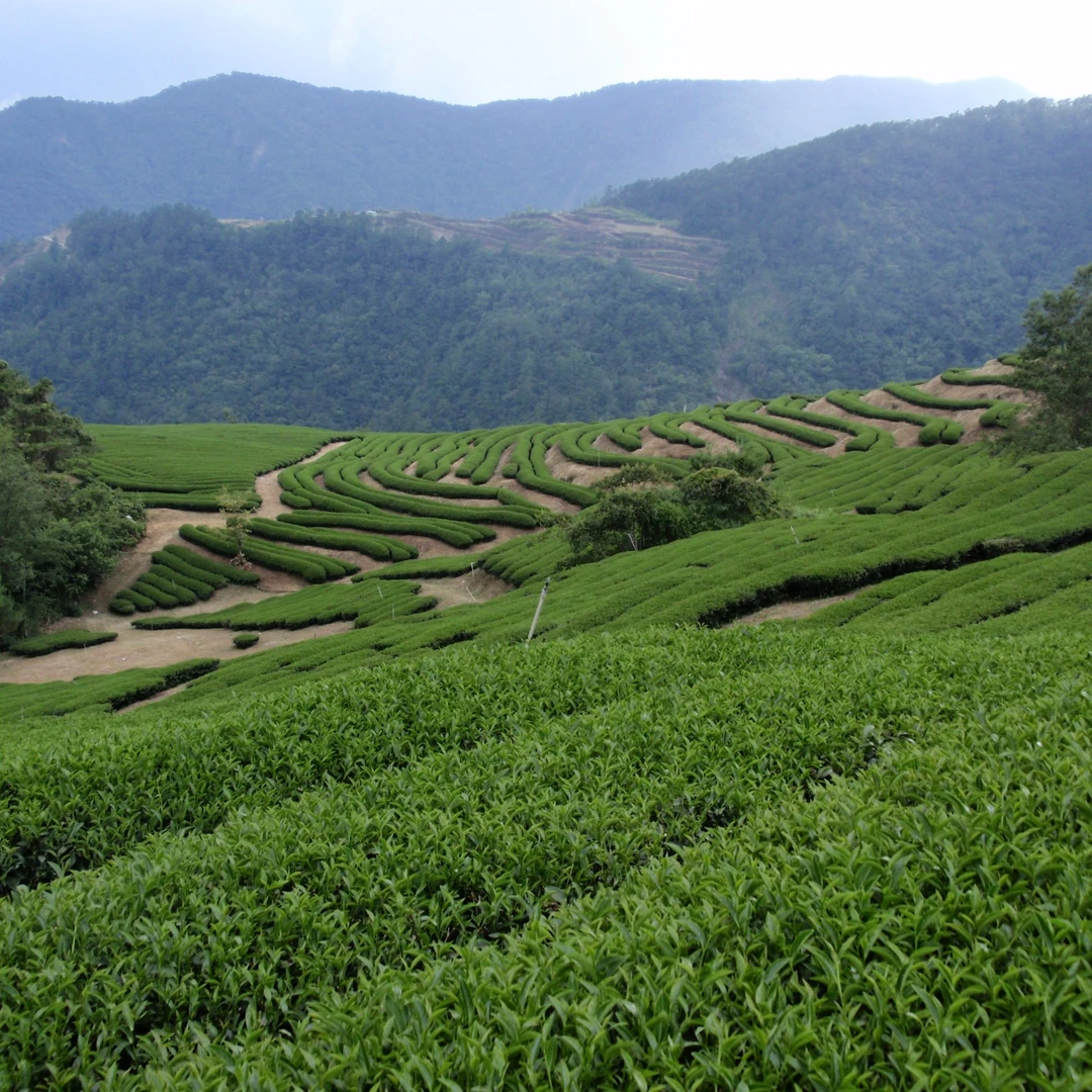 【代替链接】茶品小饼