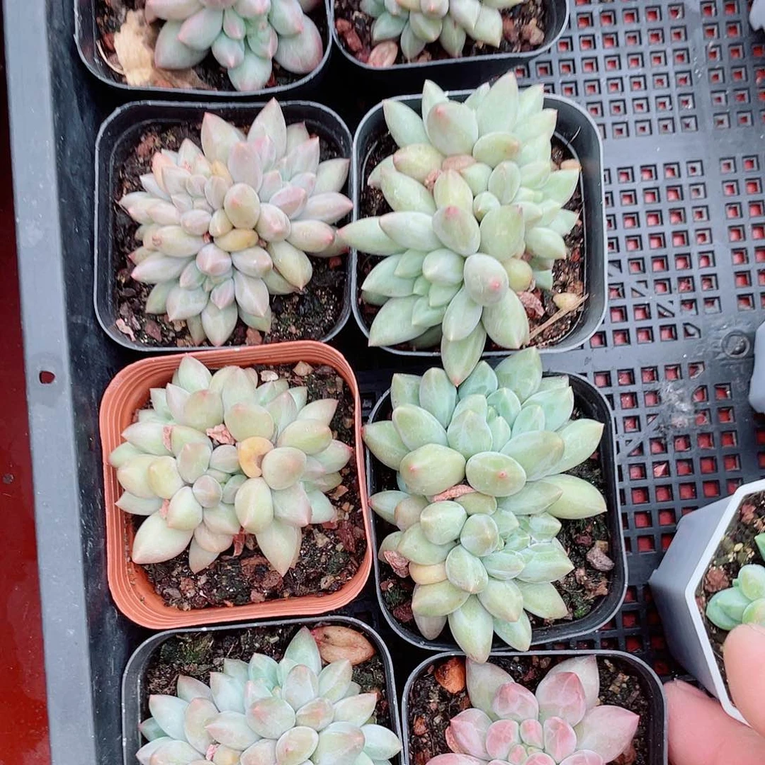 千佰艺缀化流沙虞群