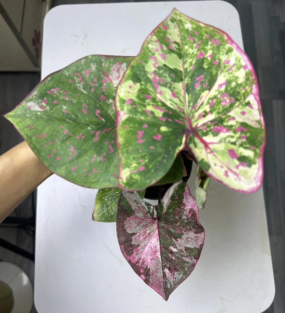 高货彩叶芋 直播间一物一拍