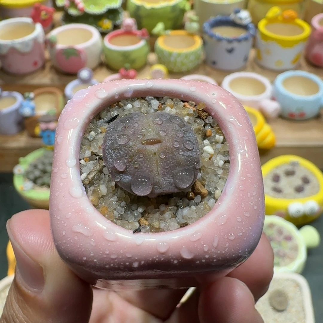 蘑菇1213烧麦多肉植物