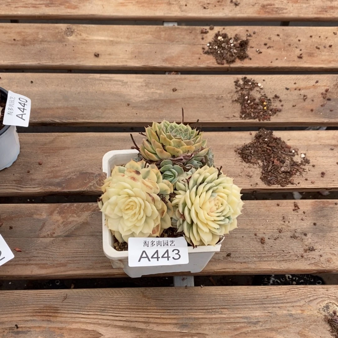昂斯诺不包整多肉植物A443