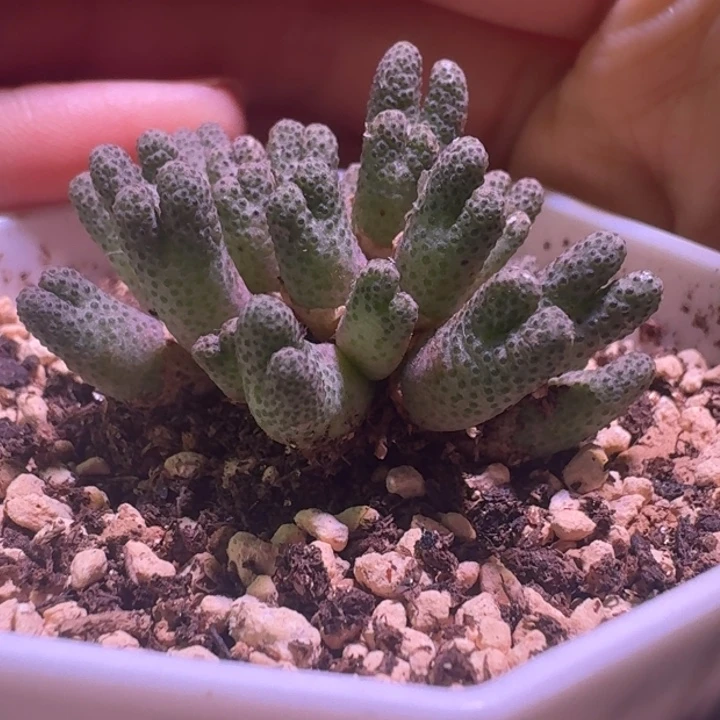 36号955斑马一物一拍30头+