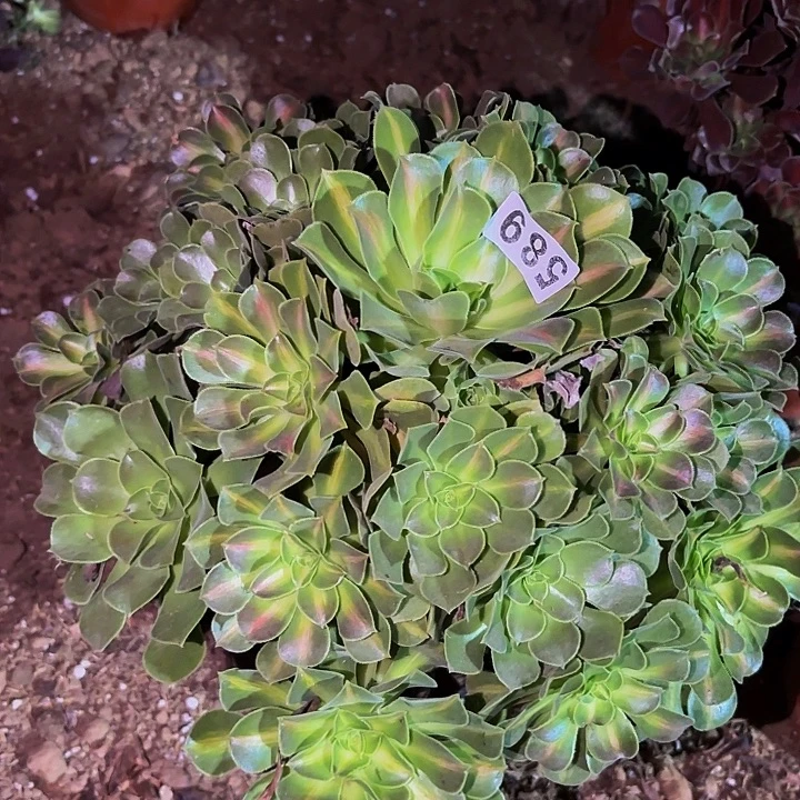 589妖月多肉植物不售后中班