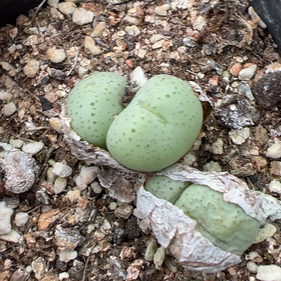 7-138肉锥多肉植物