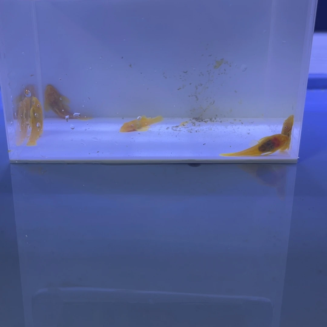 孔雀鱼胡子5条开箱视频报损