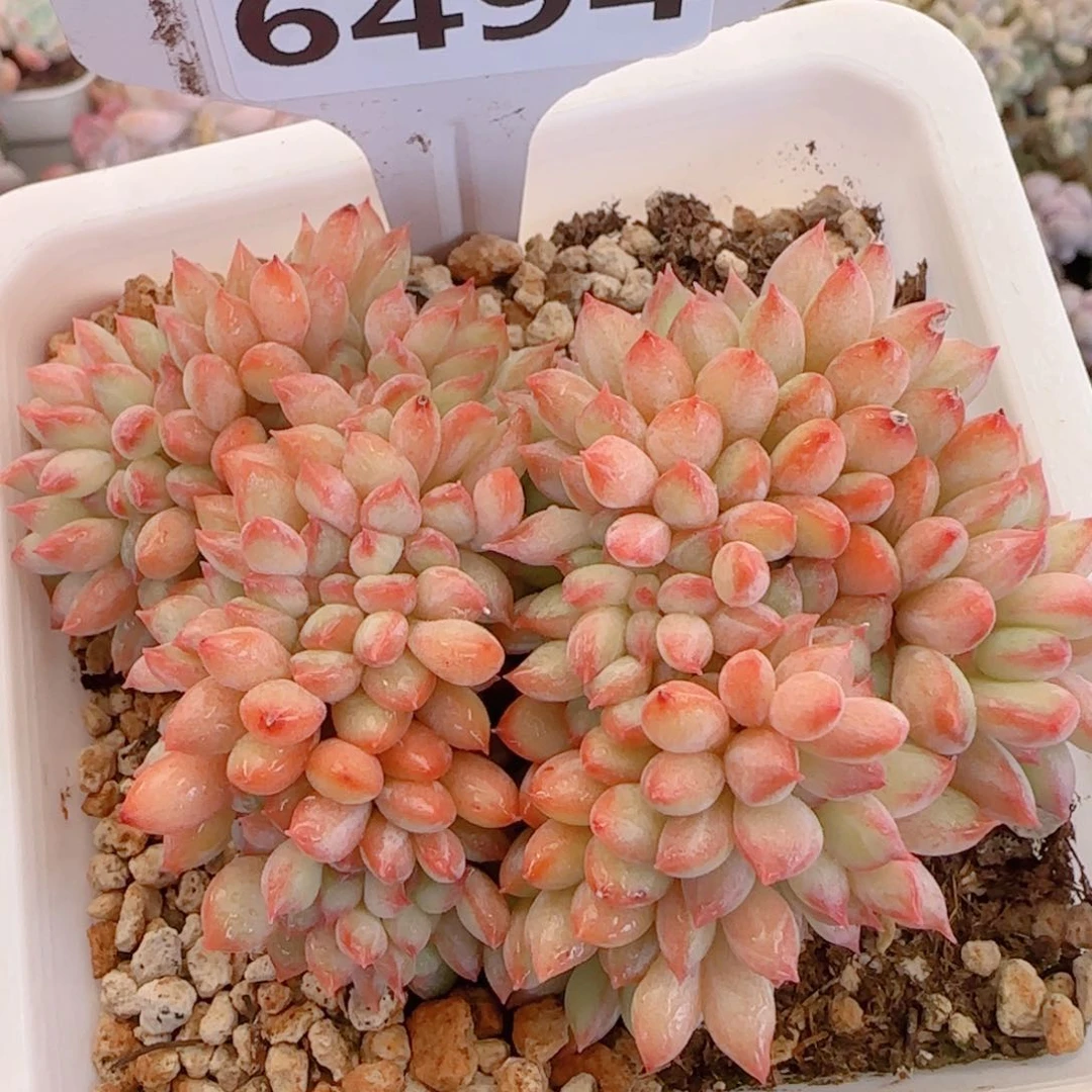 多肉植物6494.青河美人