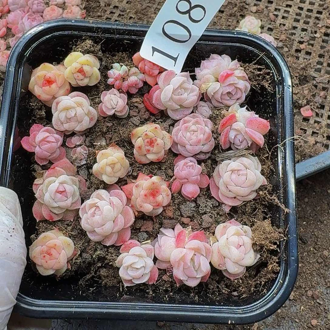 多肉植物多肉植物108