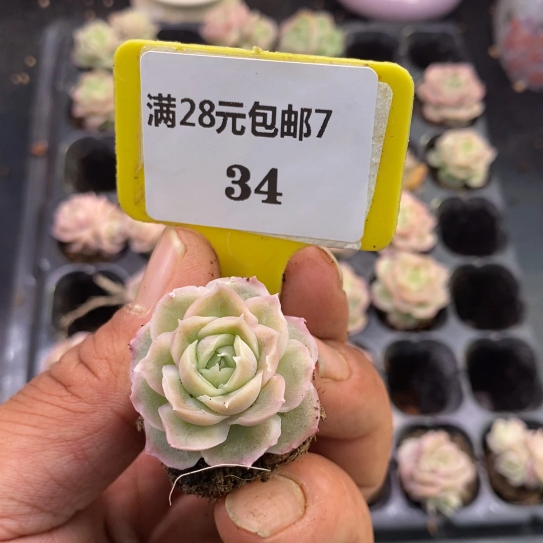 旋**u734水晶虾饺多肉