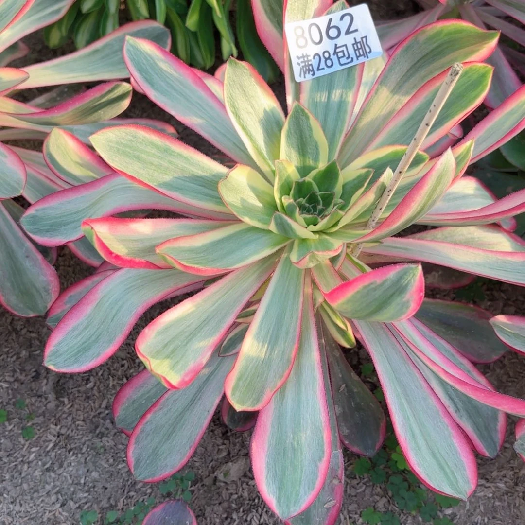 D. 8062红魔女多肉