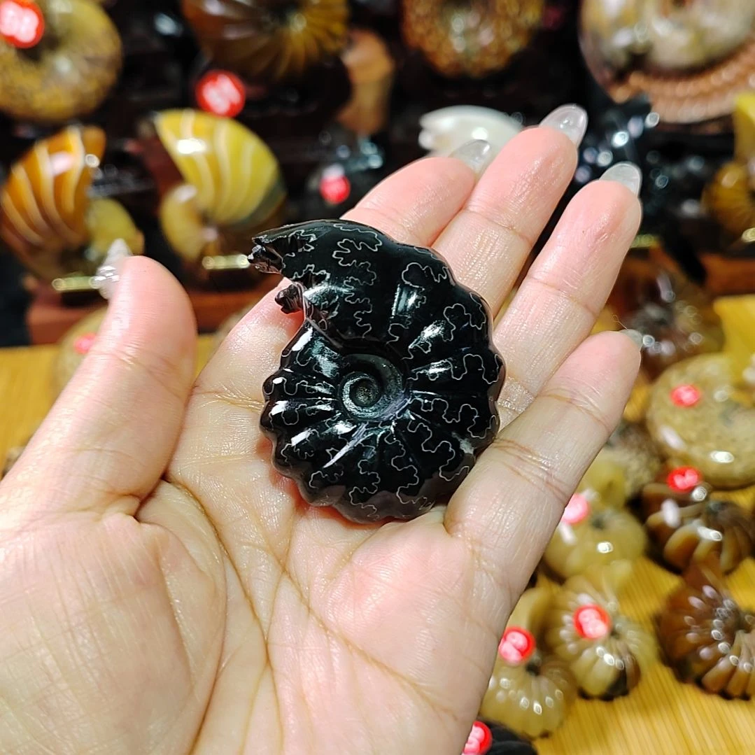用****6海螺化石手把件