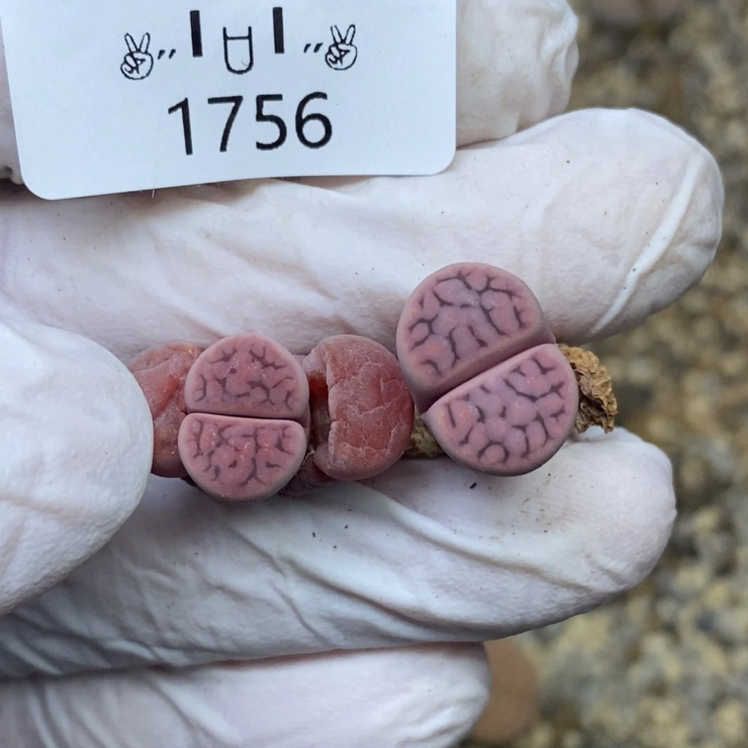 大****❤1756。零下拍保温.18包邮.当天凑哦