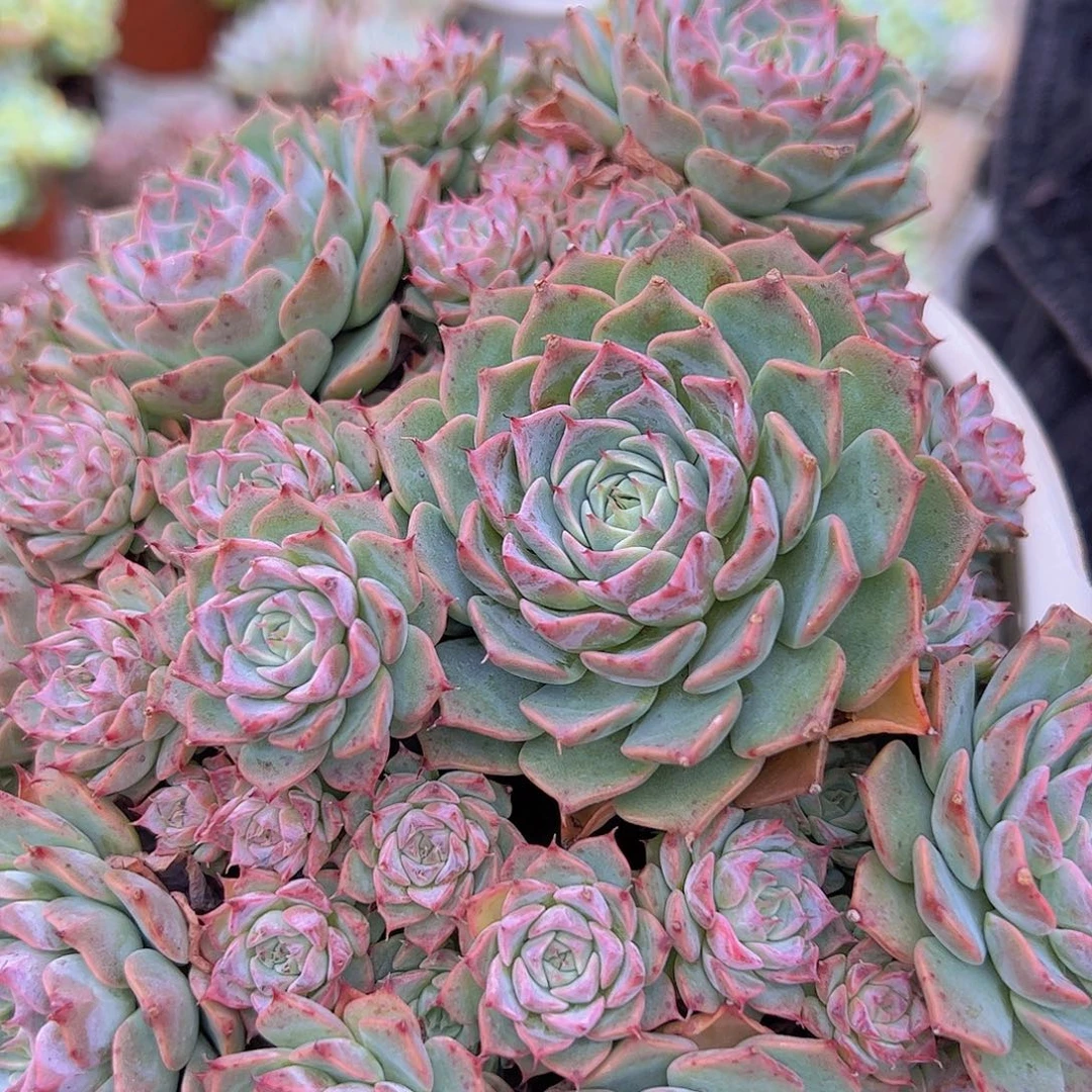 海滨格瑞多头群生带盆土