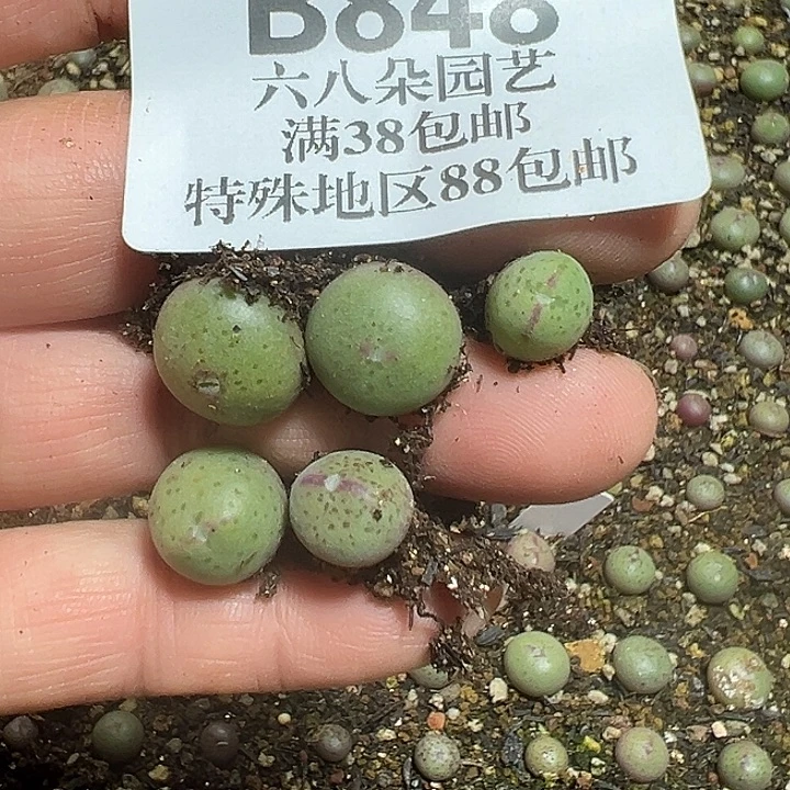 ****莉848盒比卡丘5个多肉植物