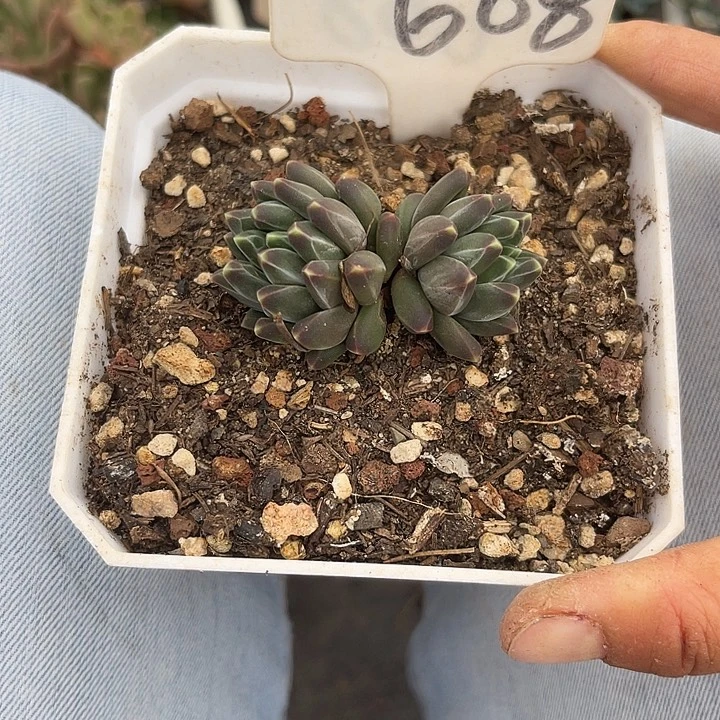 晨语多肉一物一拍608