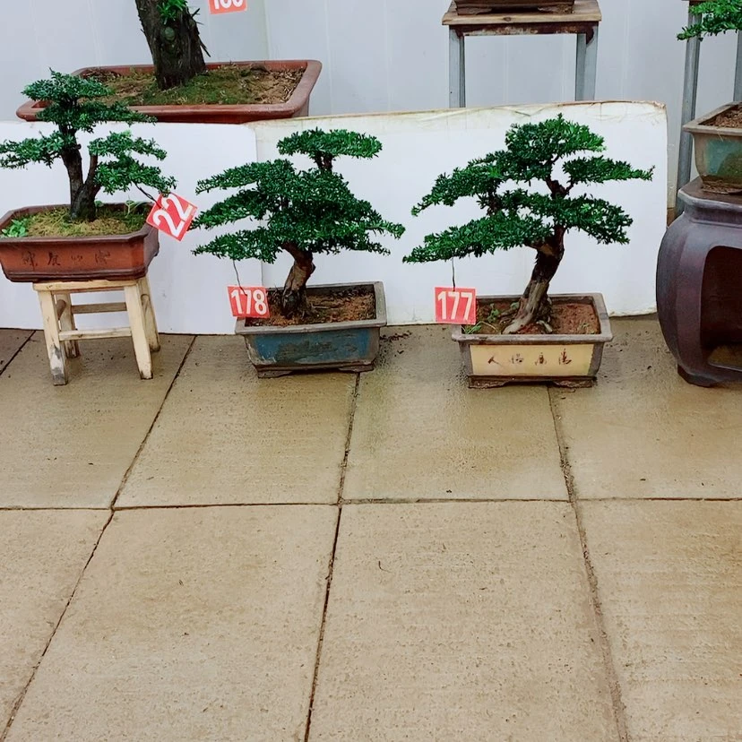 【闪购商品】罗汉松