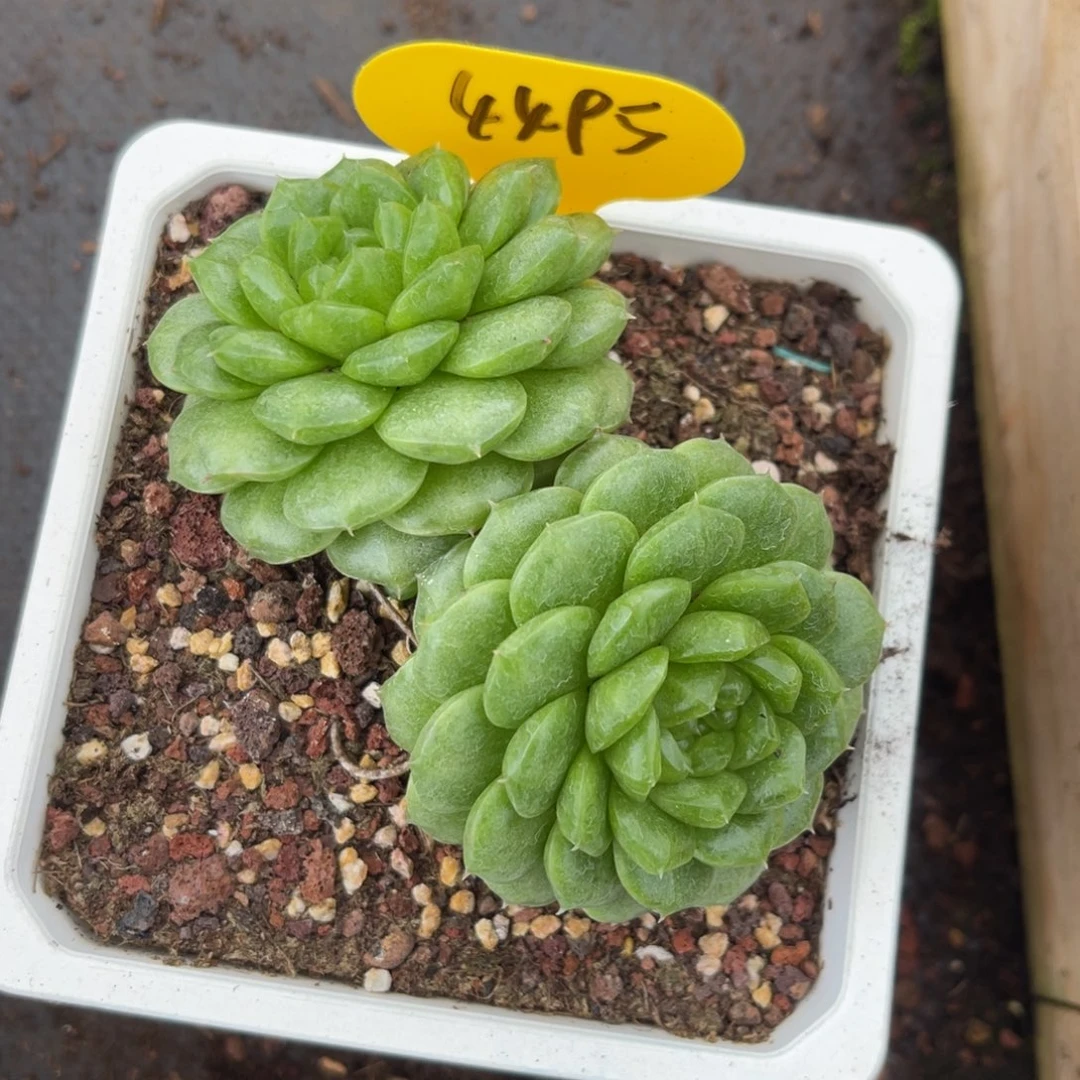 甜***甜灯泡珍妮专拍4495