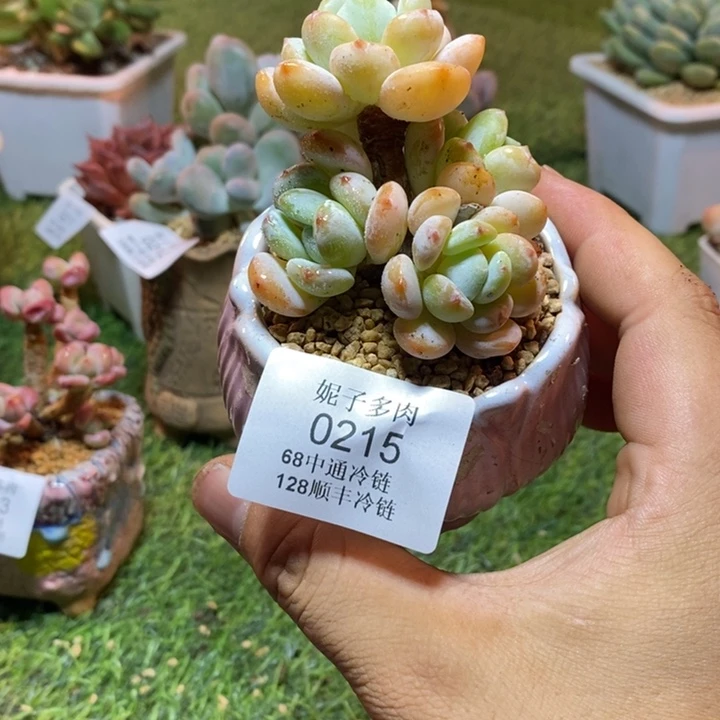 0215啊啊啊啊啊啊啊啊啊啊啊