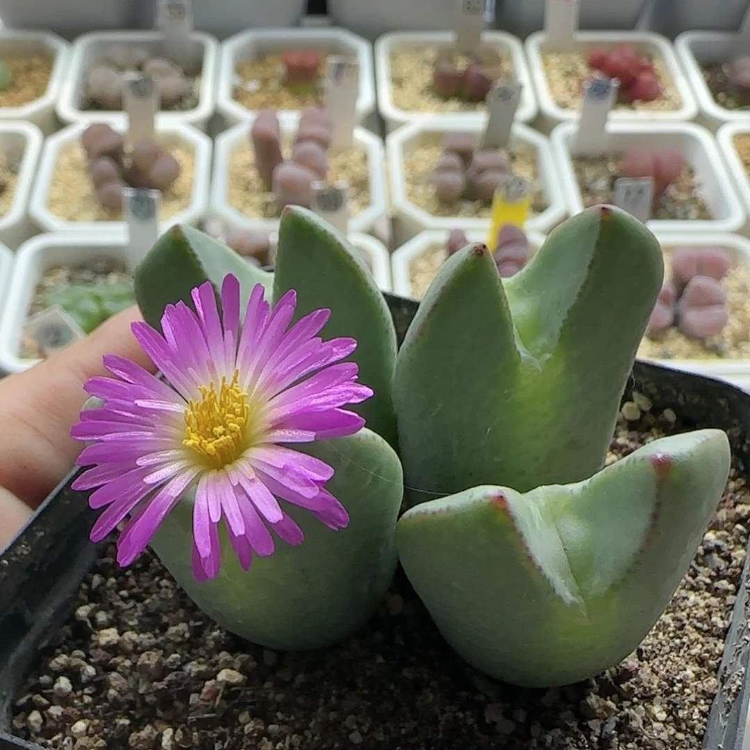【闪购商品】17317粉花将