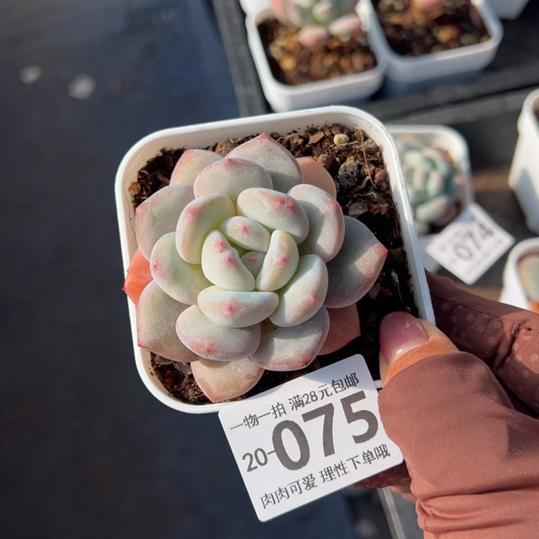 香橙多肉多肉多肉多