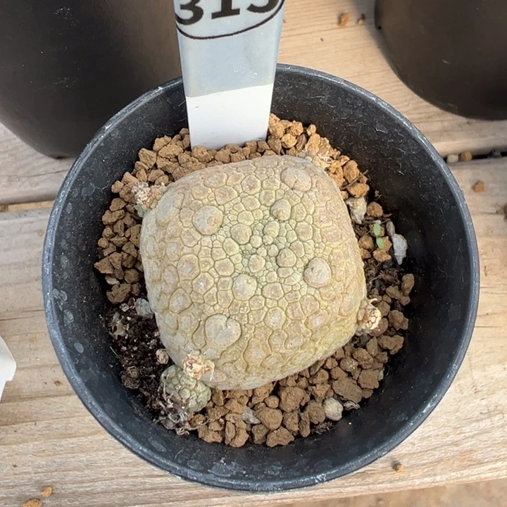 315实生根凝蹄玉多肉植物带盆土