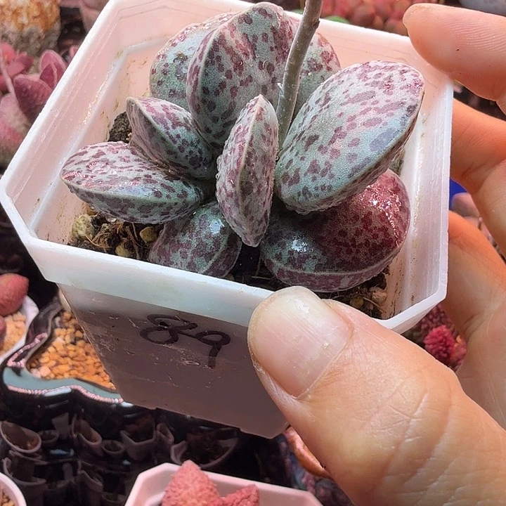 幸***郡水蜜桃的味道真的很好