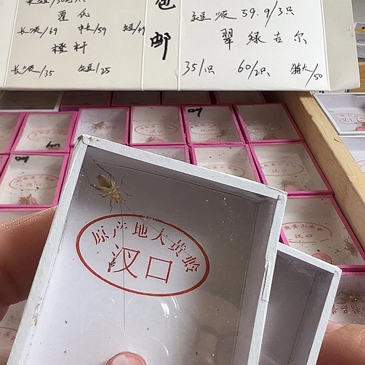 济***高两只野大黄好可爱啊