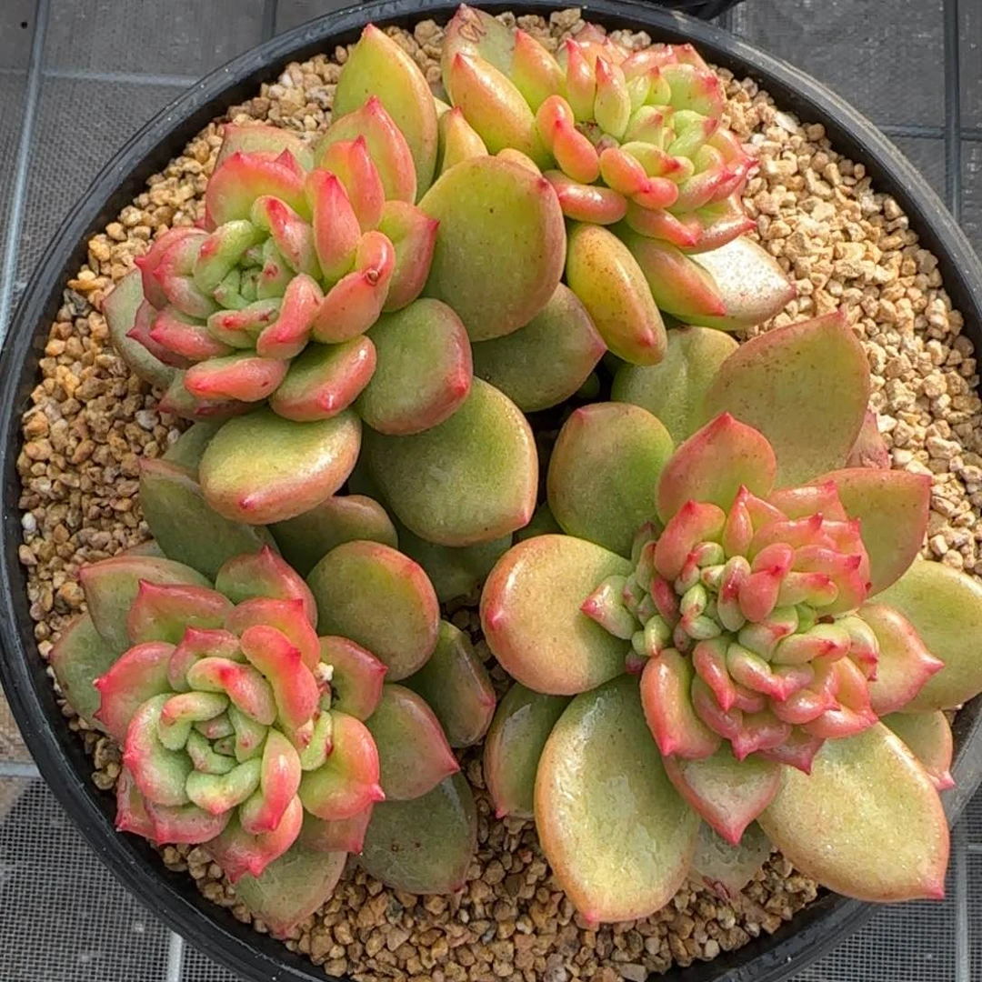 从前慢甄选多肉编号苹果花