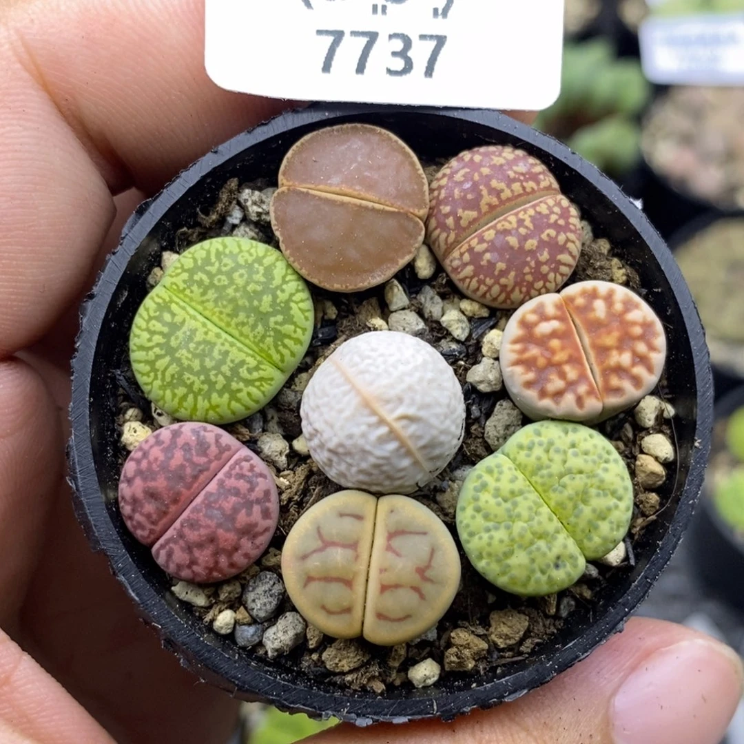 7737。默认脱土。18包邮。偏远88包邮