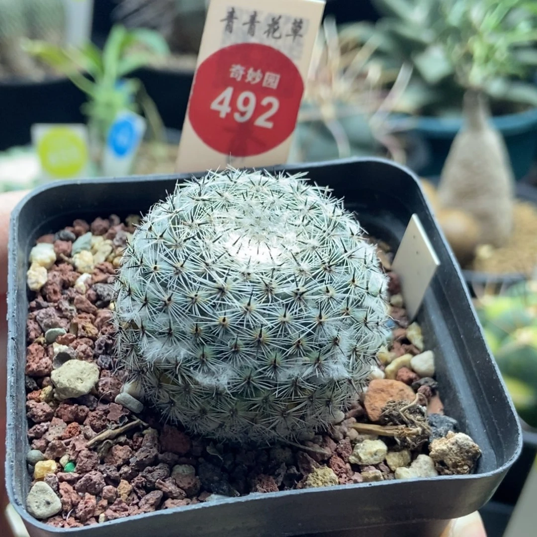 自根输入雪顶恋山彦4cm