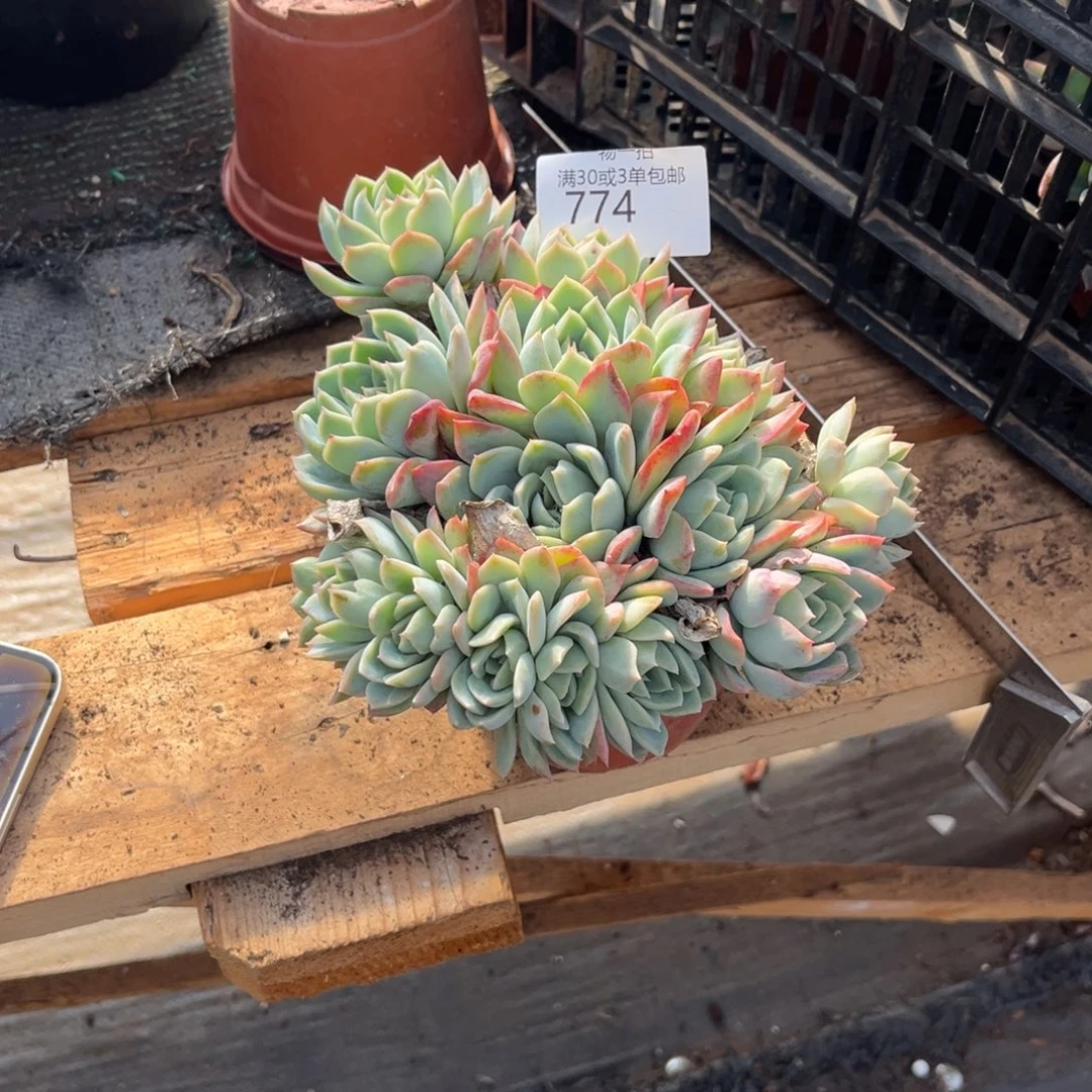 774莎莎女王带朵朵缀