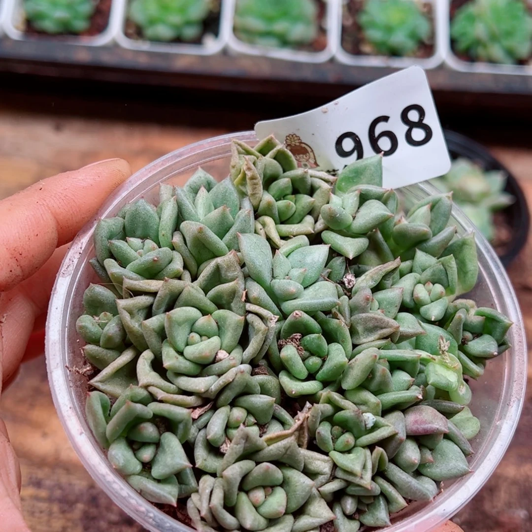多肉植物多肉植物
