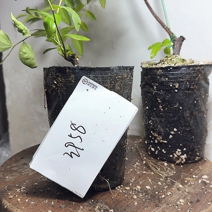 神***无花朵3958芽变7️⃣盆栽