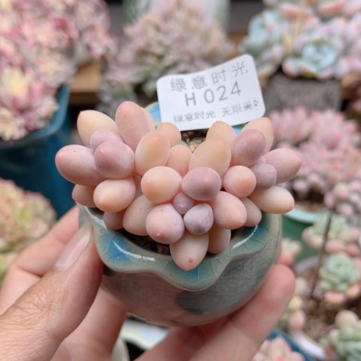 024 爱心汤圆 带陶瓷盆发货 满28包邮