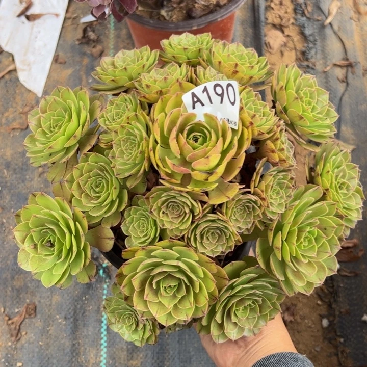万拉丝多肉植物190.