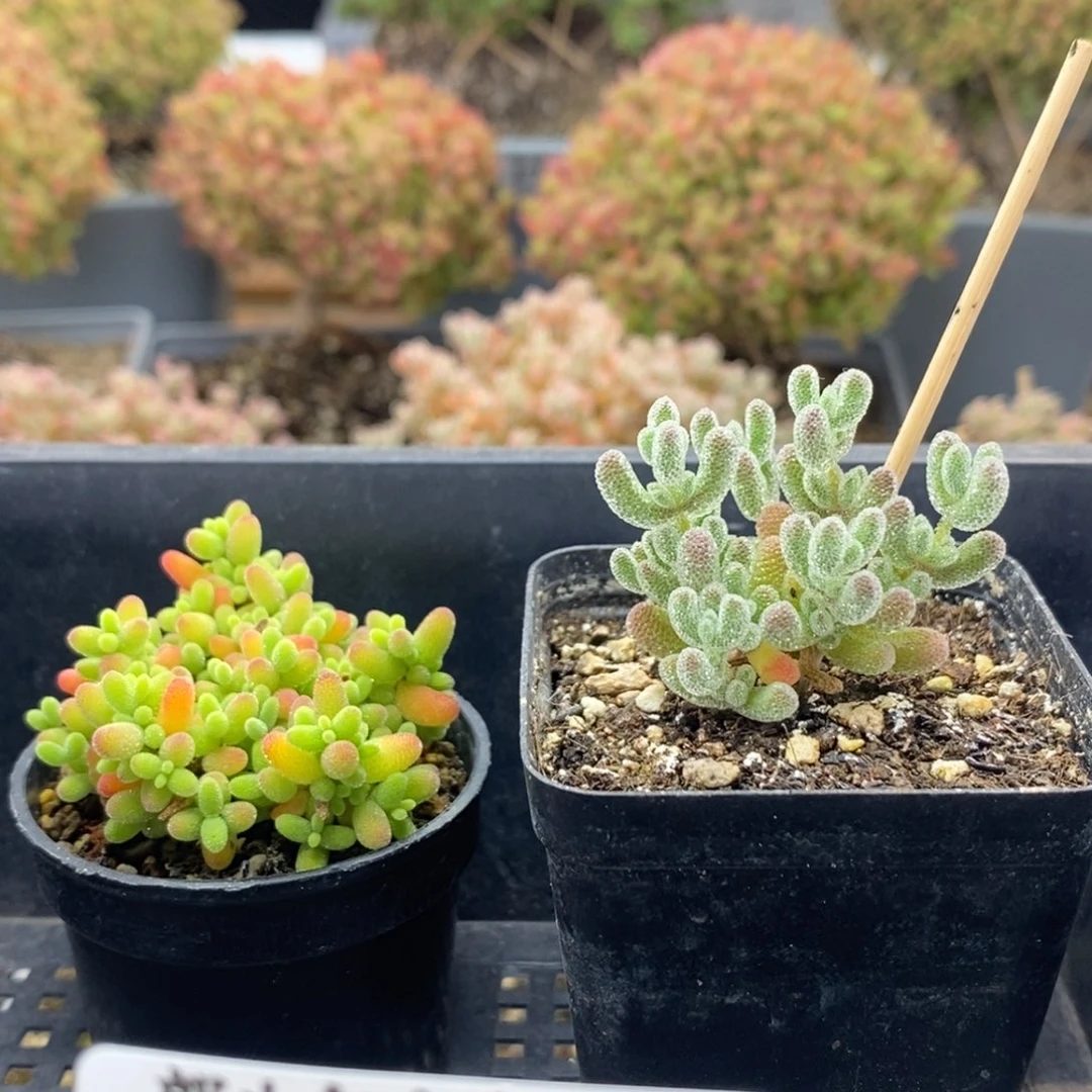 优选组合8230枝干番杏