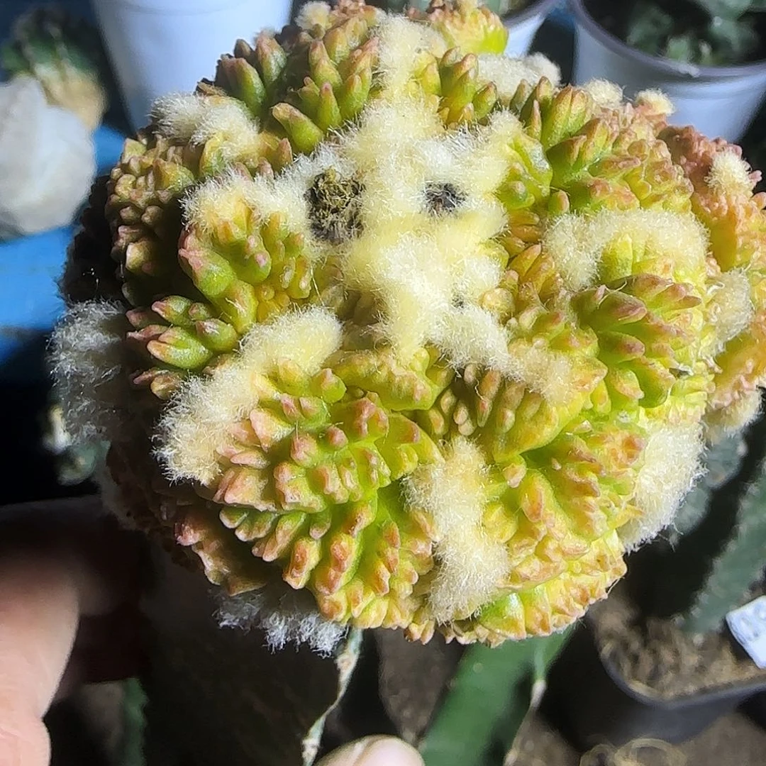 哥斯拉锦群头179仙人球