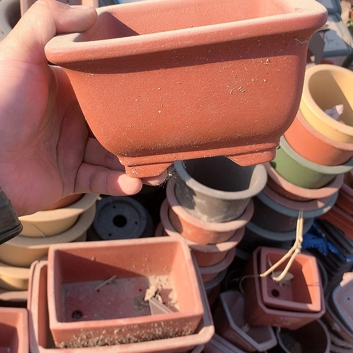 紫砂我要不明天要回家不